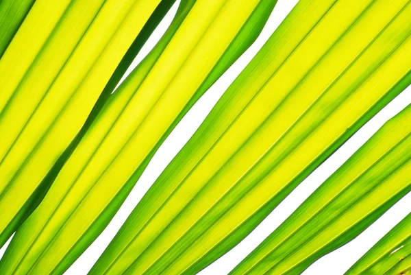 棕榈叶纹理 — 图库照片