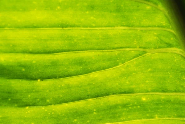 Textura de folha verde — Fotografia de Stock