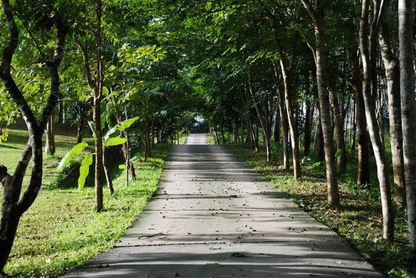 Road through forest — Stock Photo, Image