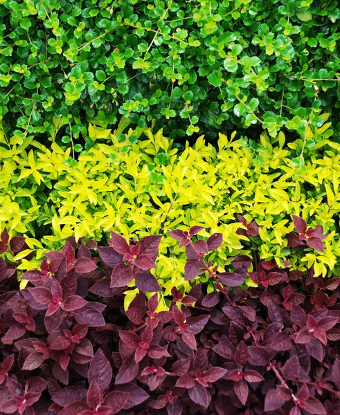 Prachtige kleurrijke hedge — Stockfoto