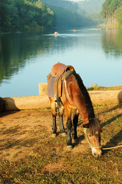 Horse is feeded near lake — Stock Photo, Image