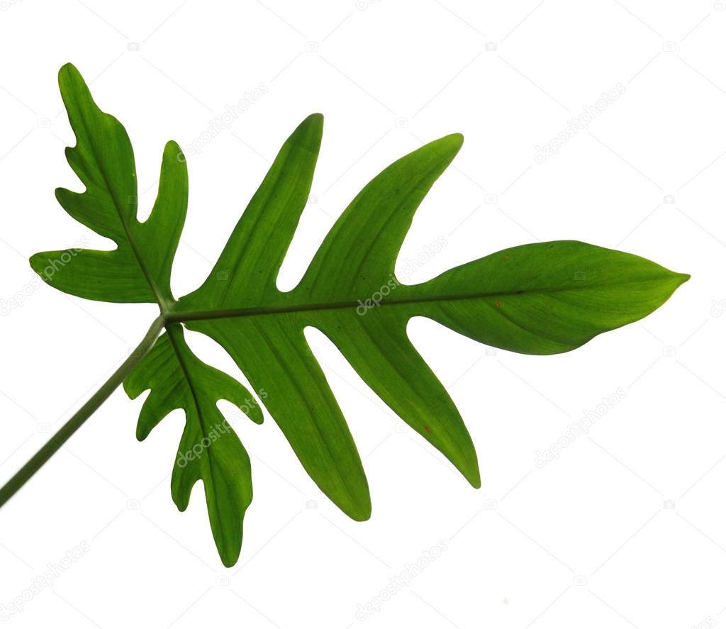 One green leaf