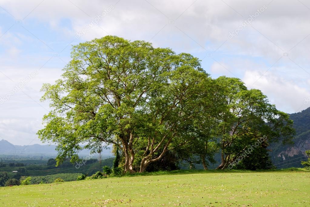 Big tree in field