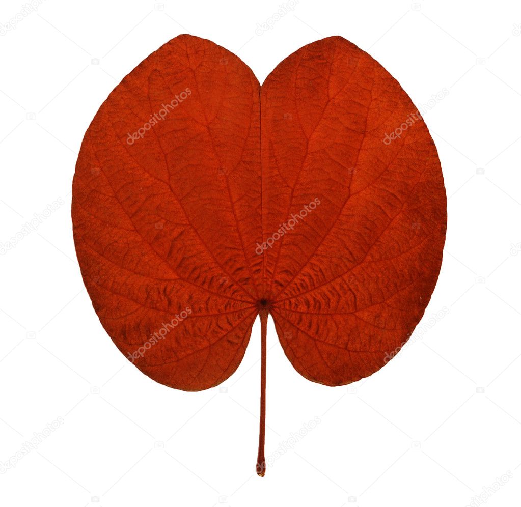 Isolated golden leaf