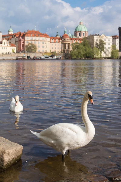 Лебеди с городом Прага — стоковое фото