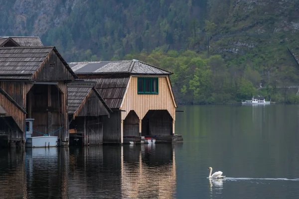 Cisne no lago de hallstatt — Fotografia de Stock