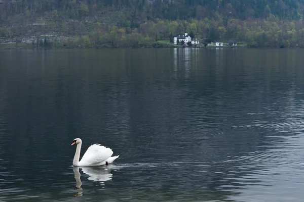 Swan dan gereja di Hallstatt — Stok Foto