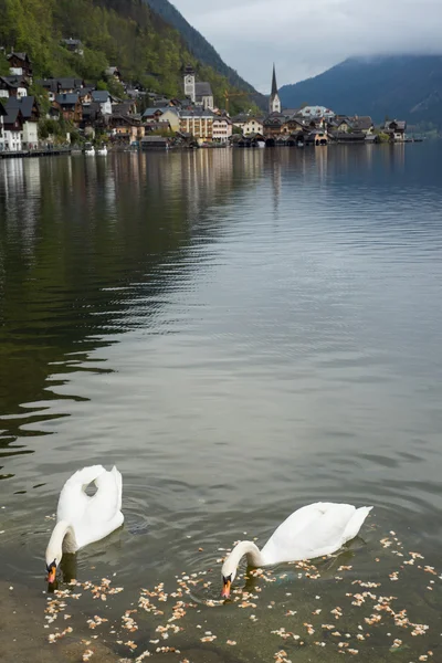 Cisnes e igreja em Hallstatt — Fotografia de Stock
