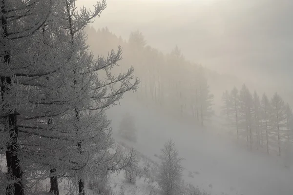 Nevoeiro de inverno — Fotografia de Stock