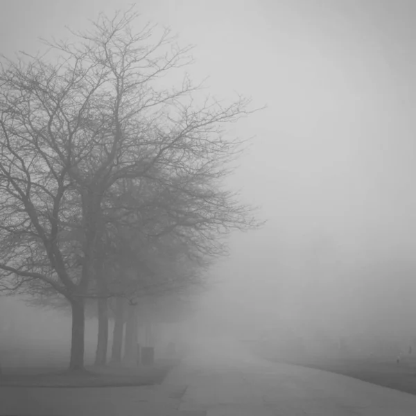 Grande Albero Nel Cimitero Con Nebbia — Foto Stock