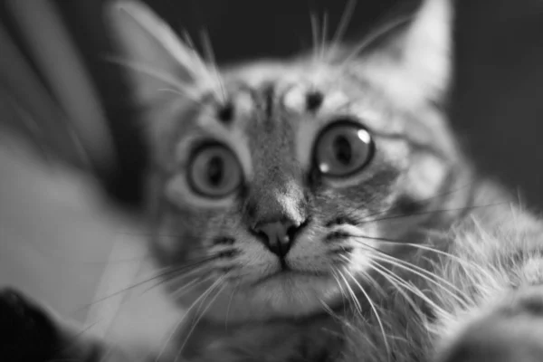 Портрет Кошки Закрывает Глаза Усы Черно Белое Фото Кота — стоковое фото