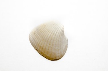 beyaz arka planda deniz kabuğu
