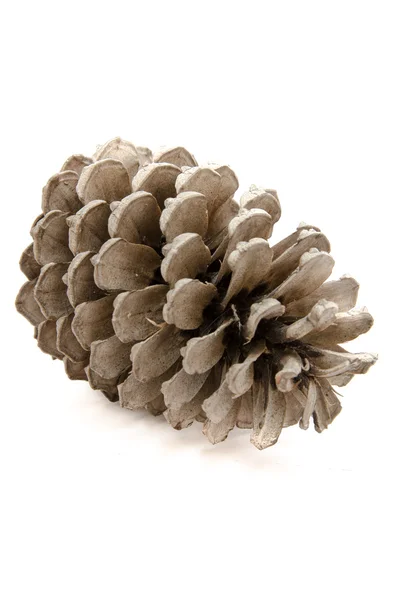 Pinecone — Stock Photo, Image