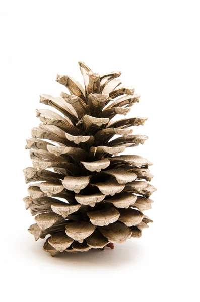 Pinecone — Stock Photo, Image