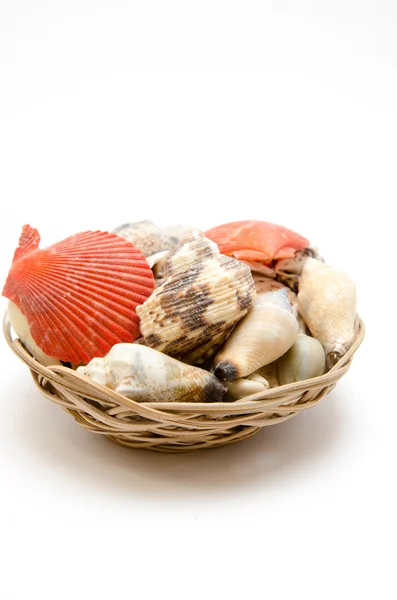 Colorful seashells — Stock Photo, Image