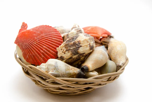 beyaz arka planda deniz kabuğu