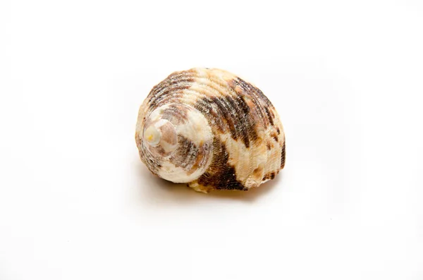 Seashell on a white background — Stock Photo, Image