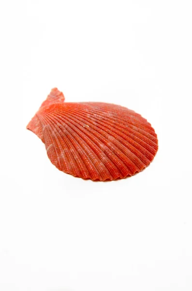 Seashell on a white background — Stock Photo, Image