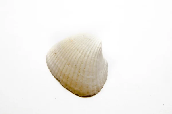 Seashell on a white background — Stock Photo, Image