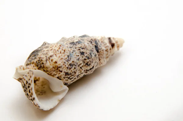 Seashell on a white background — Stock Photo, Image