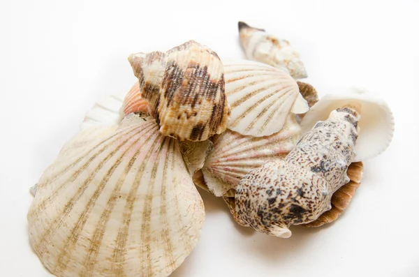 Seashell on a white background — Stock Photo, Image