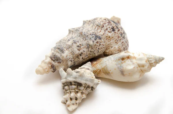 Seashell on a white background — Stock Photo, Image