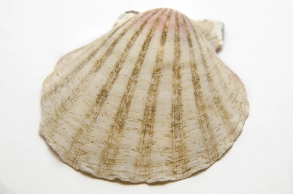 beyaz arka planda deniz kabuğu