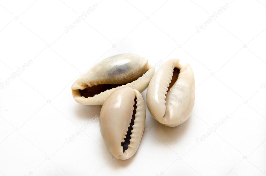 Seashell on a white background