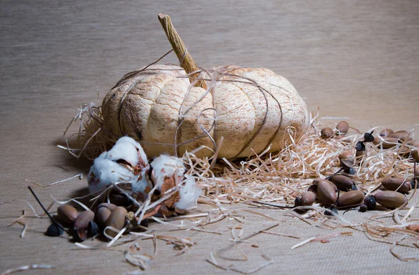 kahverengi bir arka plan üzerinde kabak