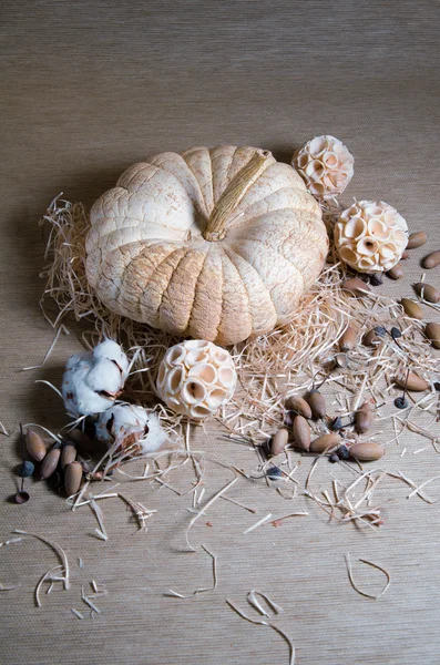 kamışın içinde kabak