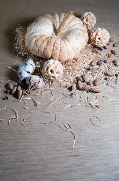 kamışın içinde kabak