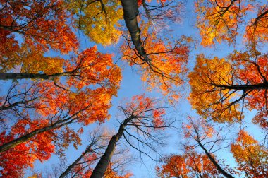 sonbahar ağaç tepelerinin