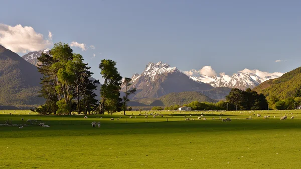 Green meadow with sheep surrounded by high mountains — Stock Photo, Image