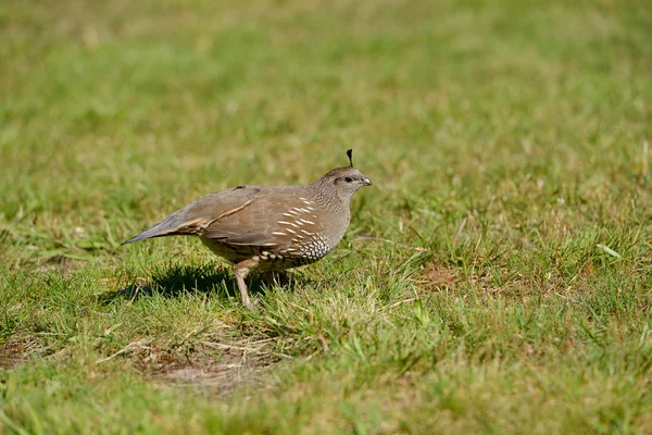 California Quail female Royalty Free Stock Images