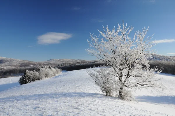 Snowy meadow Stock Picture