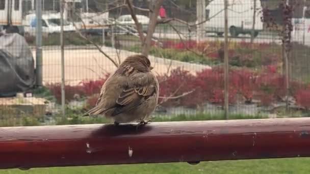 4K视频关闭棕色普通家庭麻雀在城市 外面的鸟 家养麻雀的过客 — 图库视频影像