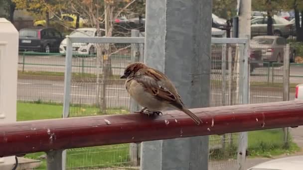 Video Close Brown Common House Sparrow City Venkovní Pták Passer — Stock video