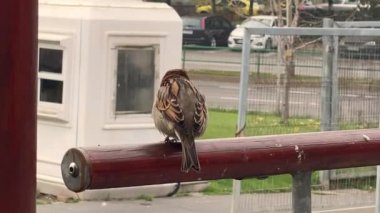Şehirdeki kahverengi serçenin 4K videosu. Açık hava kuşu. Yoldan geçen yerli serçe ailesi 