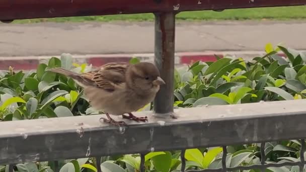 Video Close Brown Common House Sparrow City Venkovní Pták Passer — Stock video