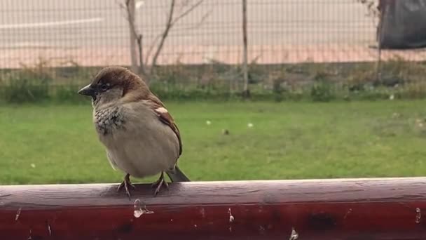 Video Close Van Bruine Huismus Stad Buitenvogel Passer Domesticus Familie — Stockvideo