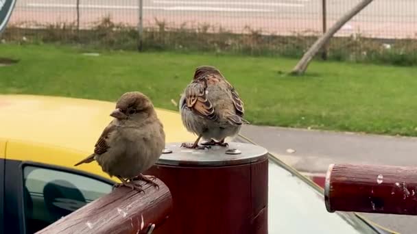 Video Close Van Bruine Huismus Stad Buitenvogel Passer Domesticus Familie — Stockvideo