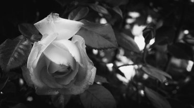 Parlak pembe gül çiçeği ve yumuşak vintage görünümlü siyah beyaz fotoğraf. Yeşil yapraklı güzel narin bitkiler. Baharda doğal güzellik kavramı 