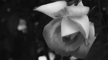 Parlak pembe gül çiçeği ve yumuşak vintage görünümlü siyah beyaz fotoğraf. Yeşil yapraklı güzel narin bitkiler. Baharda doğal güzellik kavramı 