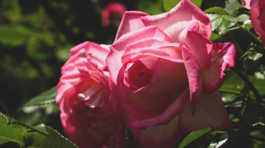 Parlak pembe gül çiçeğini ve yumuşak mahsul görünümünü kapat. Yeşil yapraklı güzel narin bitkiler. Baharda doğal güzellik kavramı 