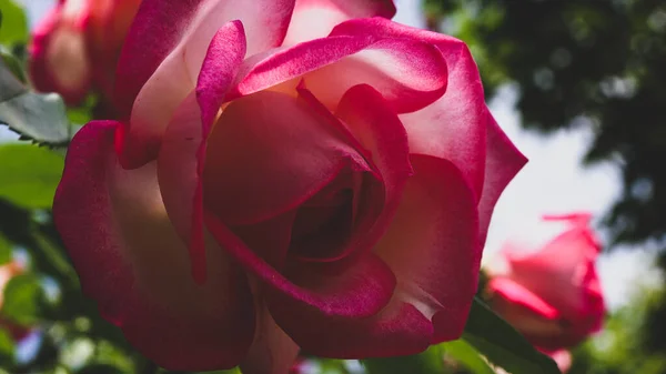 Primer Plano Flor Rosa Brillante Aspecto Vintage Suave Hermosas Plantas —  Fotos de Stock