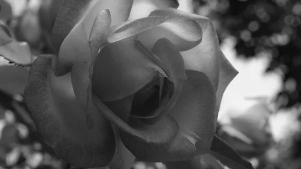 Foto Blanco Negro Cerca Flor Rosa Brillante Aspecto Vintage Suave —  Fotos de Stock