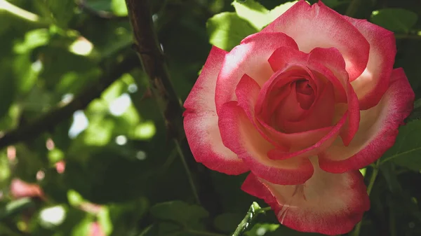 Primer Plano Flor Rosa Brillante Aspecto Vintage Suave Hermosas Plantas —  Fotos de Stock