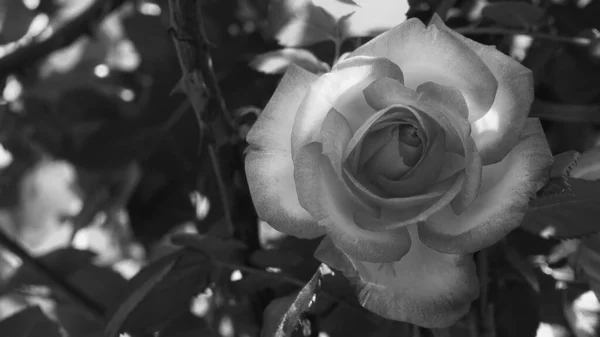 Foto Preto Branco Close Rosa Brilhante Flor Olhar Vintage Macio — Fotografia de Stock