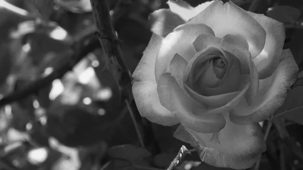 Photo Noir Blanc Près Rose Vif Fleur Rose Look Vintage — Photo