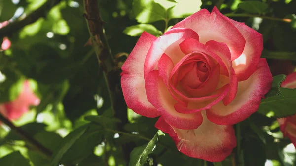 Primer Plano Flor Rosa Brillante Aspecto Vintage Suave Hermosas Plantas —  Fotos de Stock